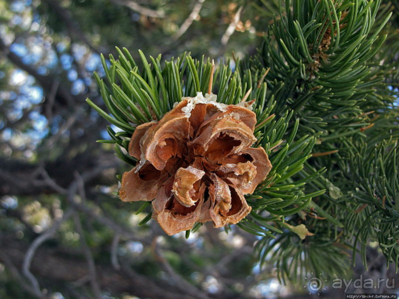 Гранд — потому что ну очень большой 