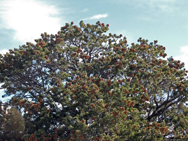 Гранд — потому что ну очень большой 