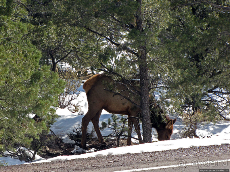 Гранд — потому что ну очень большой 