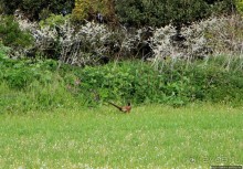 Отлив и солнце ... Розел — еще один джерсийский тупик