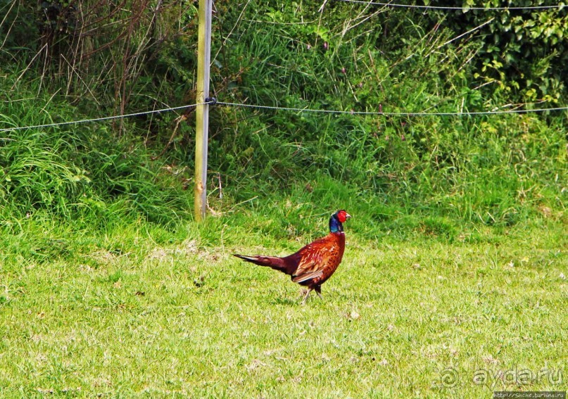 Отлив и солнце ... Розел — еще один джерсийский тупик