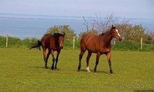 Отлив и солнце ... Розел — еще один джерсийский тупик