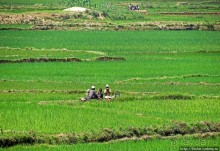 Трудовые будни мадагаскарского села