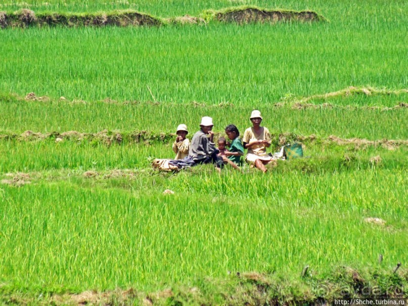 Трудовые будни мадагаскарского села