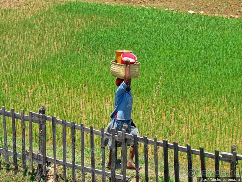 Трудовые будни мадагаскарского села