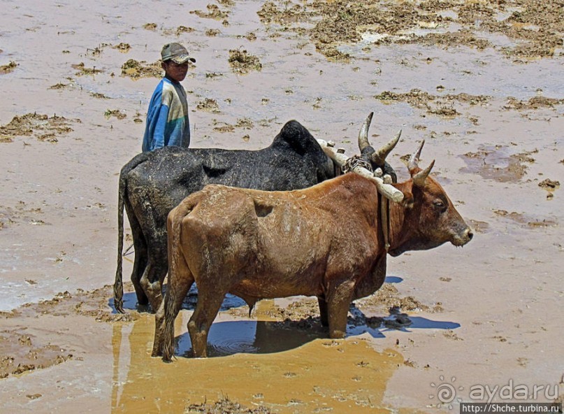 Трудовые будни мадагаскарского села