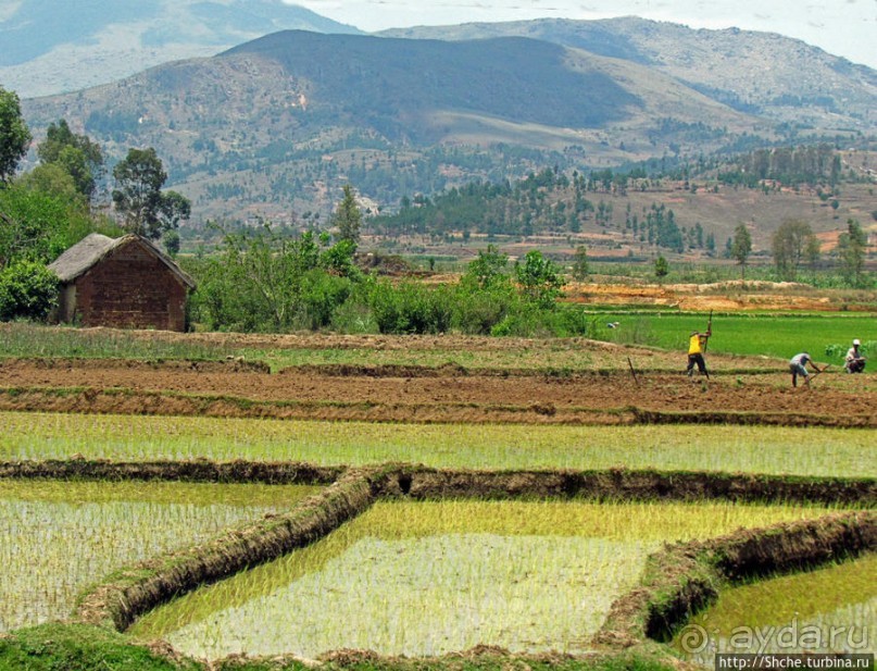 Трудовые будни мадагаскарского села