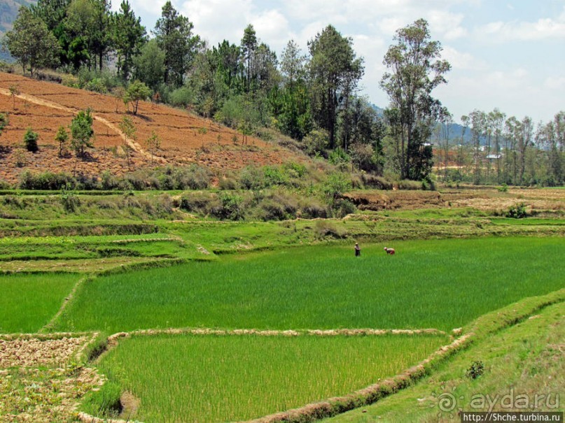 Трудовые будни мадагаскарского села