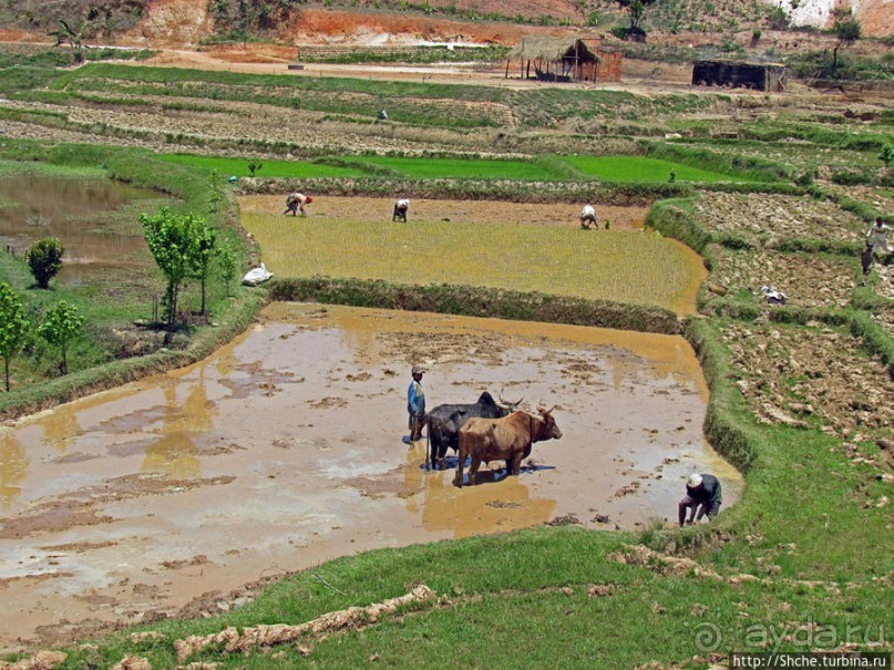 Трудовые будни мадагаскарского села
