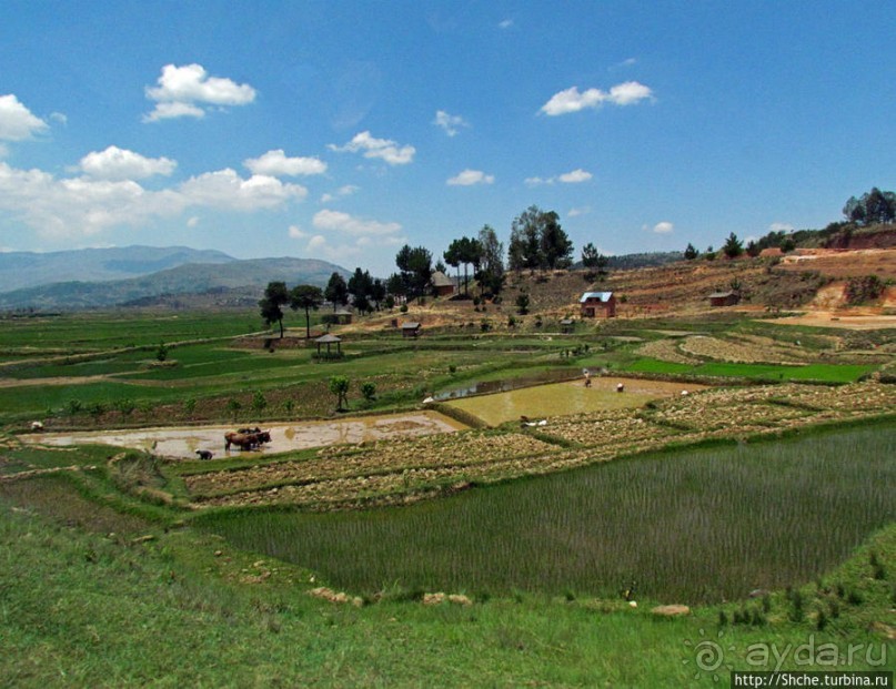 Трудовые будни мадагаскарского села