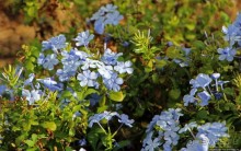 Все цветы мира к ногам наших подруг... Цветущий Барбадос