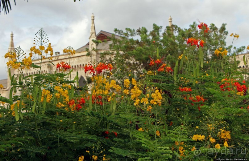Все цветы мира к ногам наших подруг... Цветущий Барбадос