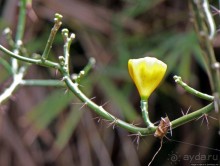 Все цветы мира к ногам наших подруг... Цветущий Барбадос