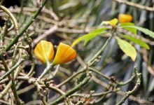 Все цветы мира к ногам наших подруг... Цветущий Барбадос