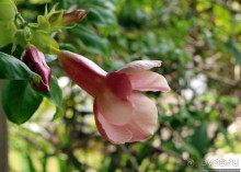 Все цветы мира к ногам наших подруг... Цветущий Барбадос