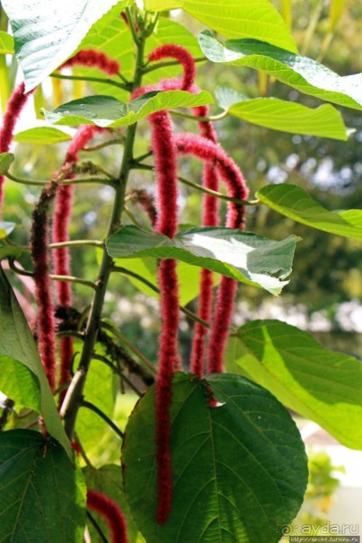 Все цветы мира к ногам наших подруг... Цветущий Барбадос