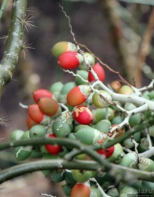 Все цветы мира к ногам наших подруг... Цветущий Барбадос