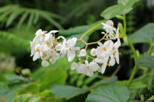 Все цветы мира к ногам наших подруг... Цветущий Барбадос