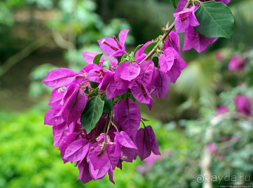 Все цветы мира к ногам наших подруг... Цветущий Барбадос