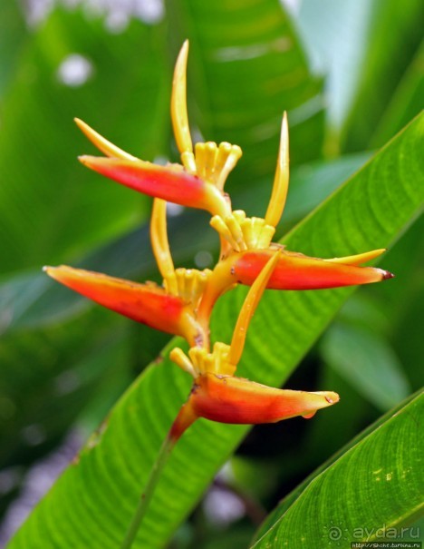 Все цветы мира к ногам наших подруг... Цветущий Барбадос