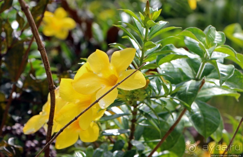 Все цветы мира к ногам наших подруг... Цветущий Барбадос