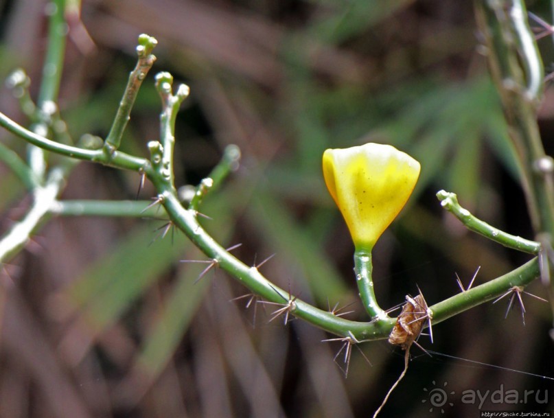 Все цветы мира к ногам наших подруг... Цветущий Барбадос