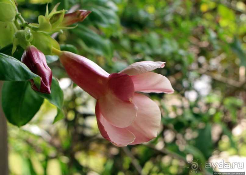 Все цветы мира к ногам наших подруг... Цветущий Барбадос
