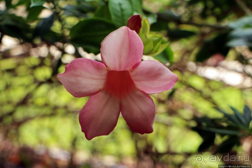 Все цветы мира к ногам наших подруг... Цветущий Барбадос