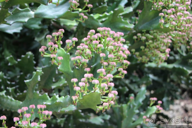 Все цветы мира к ногам наших подруг... Цветущий Барбадос