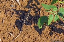 Спокойствие и уют за небольшие деньги, только для взрослых