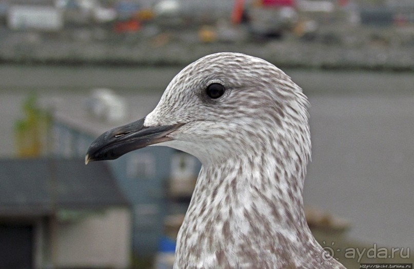 Осло-фьорд с крыши "Айсберга"