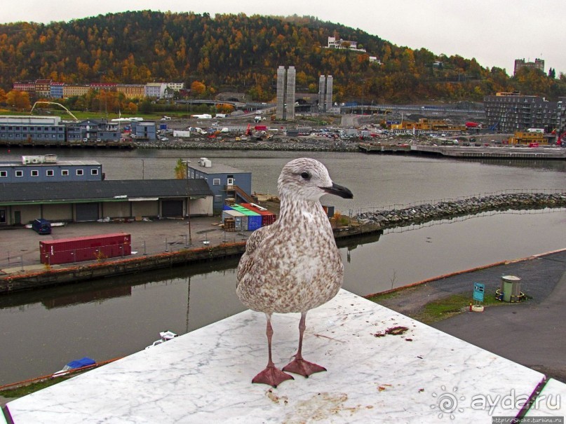 Осло-фьорд с крыши "Айсберга"