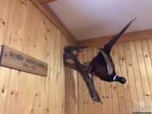 В сердце Беловежской Пущи