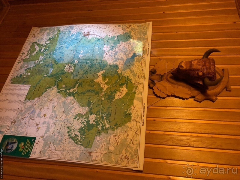 В сердце Беловежской Пущи