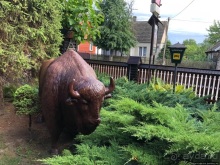 В сердце Беловежской Пущи