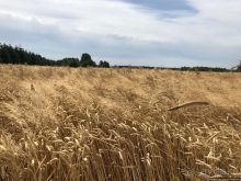 В сердце Беловежской Пущи