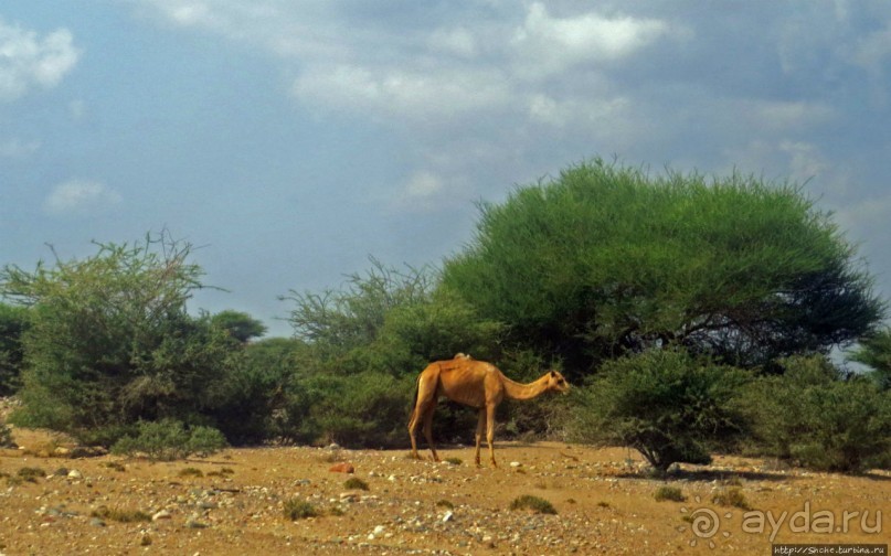 "Чего они хотят в Сомалиленде?", — "Посмотреть страну..."