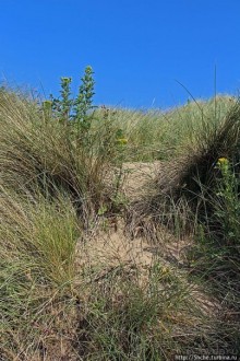 "Все покрыты зеленью..." Песчаные дюны Северной Ирландии
