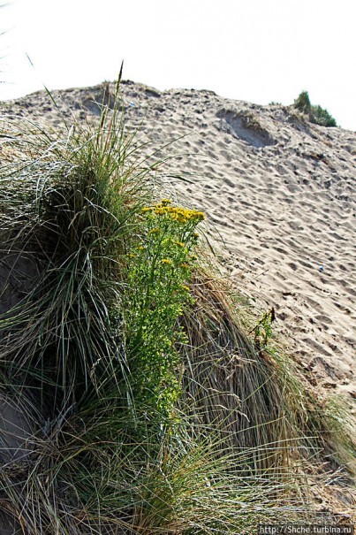 "Все покрыты зеленью..." Песчаные дюны Северной Ирландии