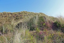 "Все покрыты зеленью..." Песчаные дюны Северной Ирландии