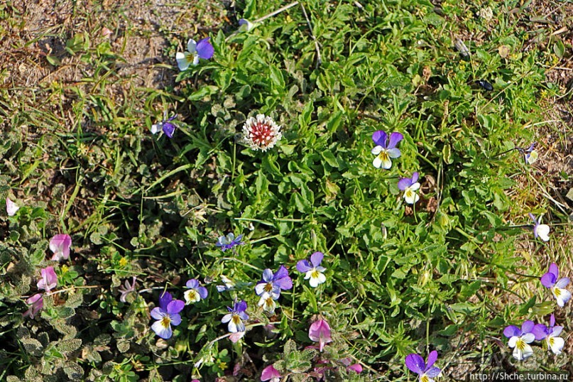 "Все покрыты зеленью..." Песчаные дюны Северной Ирландии