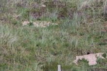 "Все покрыты зеленью..." Песчаные дюны Северной Ирландии