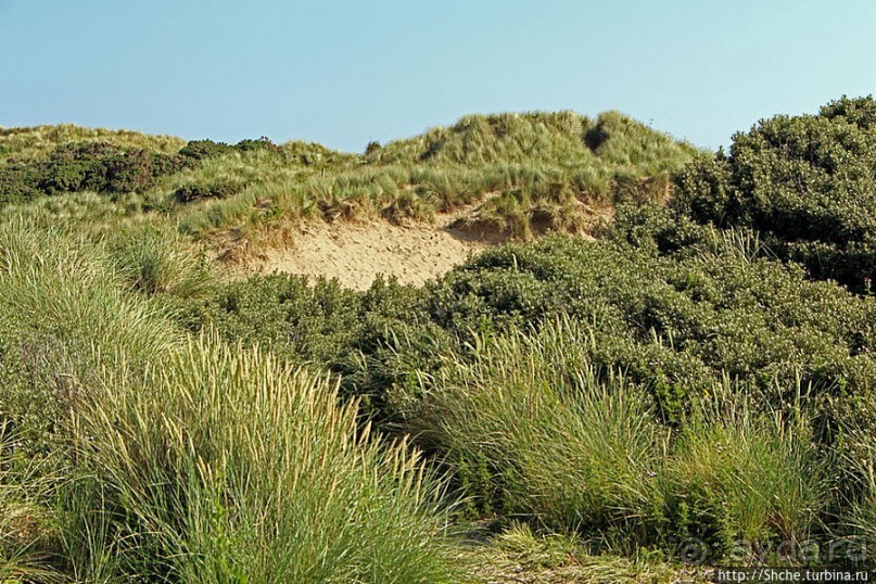 "Все покрыты зеленью..." Песчаные дюны Северной Ирландии