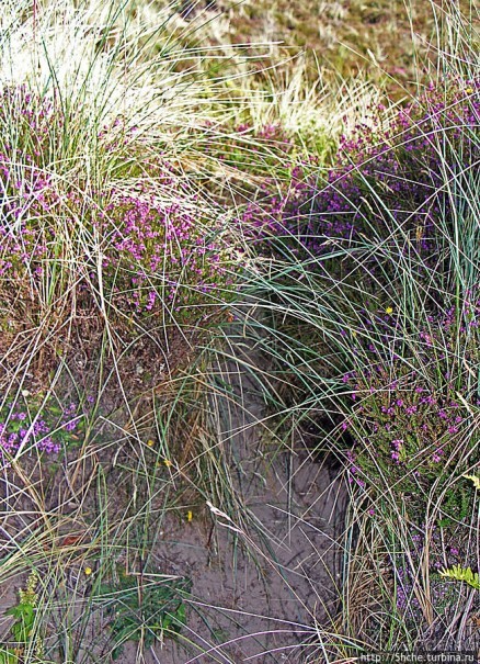 "Все покрыты зеленью..." Песчаные дюны Северной Ирландии