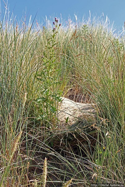 "Все покрыты зеленью..." Песчаные дюны Северной Ирландии