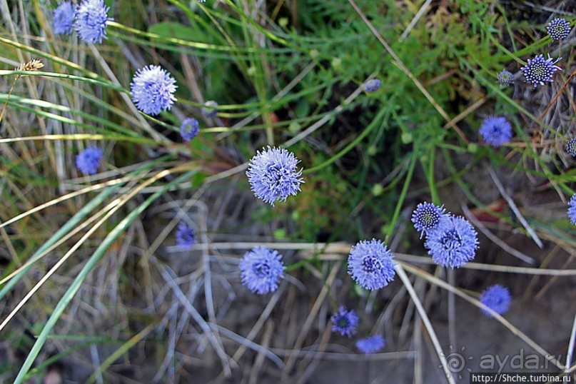 "Все покрыты зеленью..." Песчаные дюны Северной Ирландии