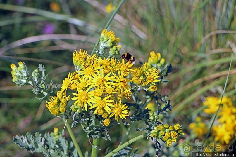 "Все покрыты зеленью..." Песчаные дюны Северной Ирландии
