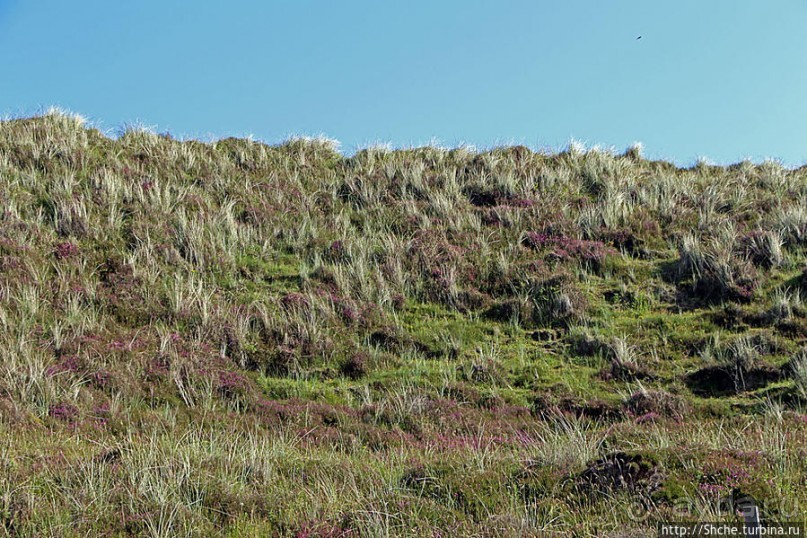 "Все покрыты зеленью..." Песчаные дюны Северной Ирландии