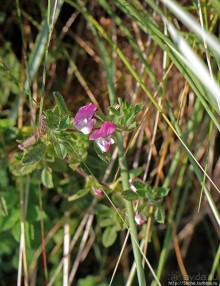 "Все покрыты зеленью..." Песчаные дюны Северной Ирландии