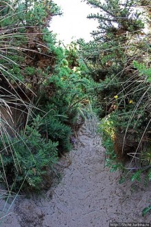 "Все покрыты зеленью..." Песчаные дюны Северной Ирландии